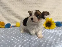 Carter , a male Yorkshire Terrier for sale in Brighton, MO – 10 of 10