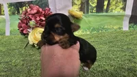 Ceci, a female Yorkshire Terrier for sale in Brighton, MO – 5 of 8