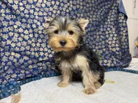 Levi neutered , a male Yorkshire Terrier for sale in Brighton, MO – 4 of 10