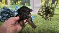 Chris , a female Yorkshire Terrier for sale in Brighton, MO – 4 of 8
