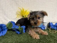 Sawyer, a male Yorkshire Terrier for sale in Brighton, MO – 6 of 6