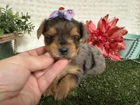 Heidi, a female Yorkshire Terrier for sale in Brighton, MO – 4 of 7