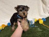 Smudge, a male Yorkshire Terrier for sale in Brighton, MO – 5 of 6