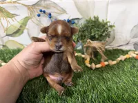 Nash, a male Yorkshire Terrier for sale in Brighton, MO – 3 of 5