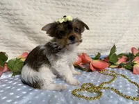 Hazel , a female Yorkshire Terrier for sale in Brighton, MO – 7 of 10