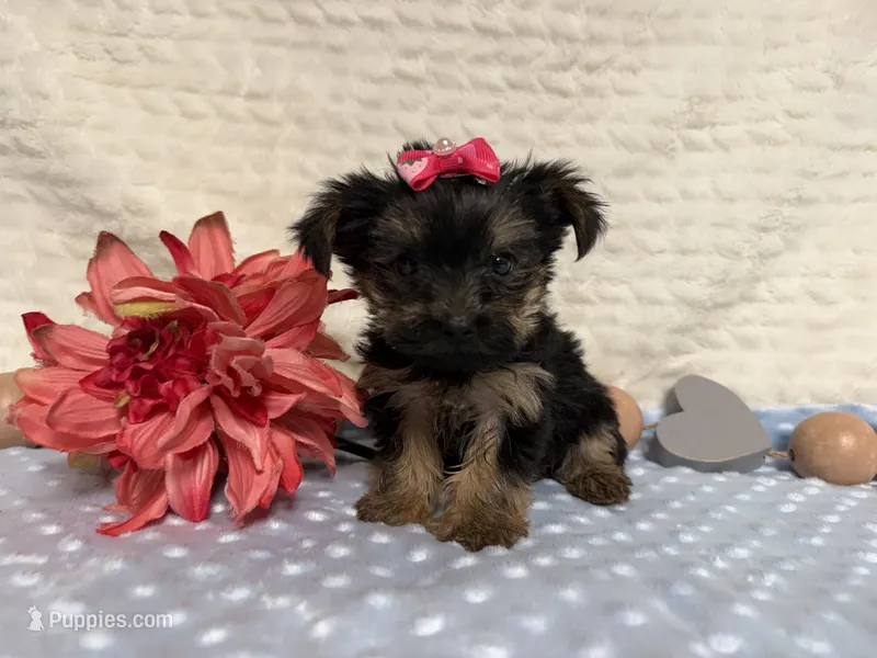 Candice  – Yorkshire Terrier puppy for sale in Brighton, MO