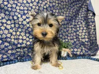 Levi neutered , a male Yorkshire Terrier for sale in Brighton, MO – 3 of 10