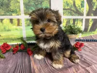 Brent, a male Yorkshire Terrier for sale in Brighton, MO – 7 of 7