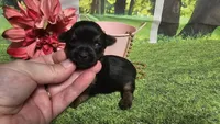 Clara, a female Yorkshire Terrier for sale in Brighton, MO – 5 of 6