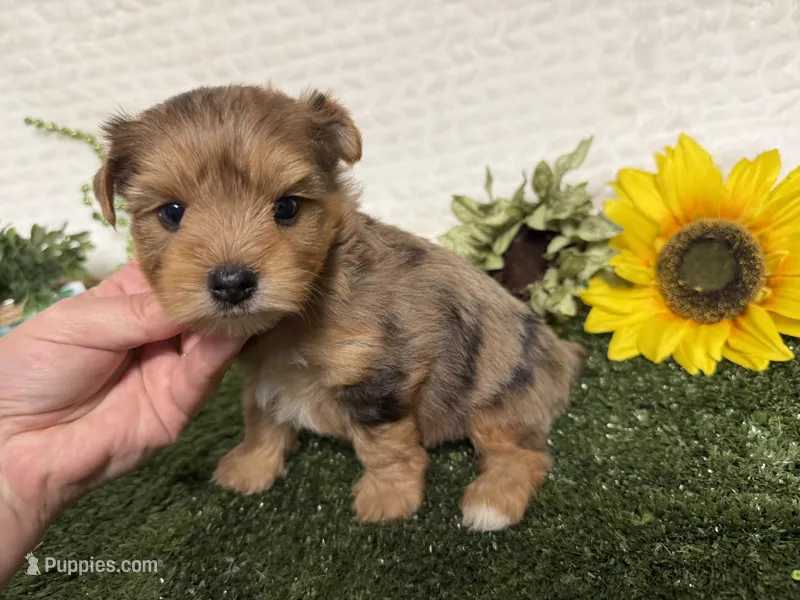Roman – Yorkshire Terrier puppy for sale in Brighton, MO