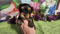 Simon, a male Yorkshire Terrier for sale in Brighton, MO – Photo 5 of 5