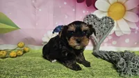 Simon, a male Yorkshire Terrier for sale in Brighton, MO – 6 of 7