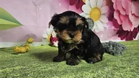 Simon, a male Yorkshire Terrier for sale in Brighton, MO – 2 of 7