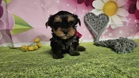 Simon, a male Yorkshire Terrier for sale in Brighton, MO – 7 of 7