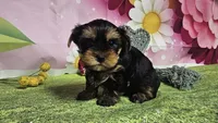 Simon, a male Yorkshire Terrier for sale in Brighton, MO – 3 of 7