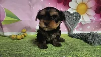 Simon, a male Yorkshire Terrier for sale in Brighton, MO – 4 of 7