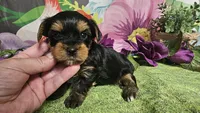 Simon, a male Yorkshire Terrier for sale in Brighton, MO – Photo 1 of 5