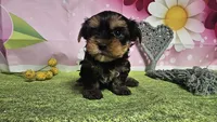 Simon, a male Yorkshire Terrier for sale in Brighton, MO – 5 of 7