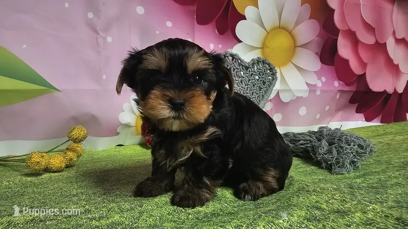 Simon – Yorkshire Terrier puppy for sale in Brighton, MO