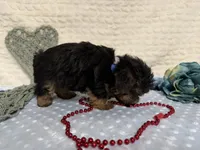 Chris , a female Yorkshire Terrier for sale in Brighton, MO – 4 of 9