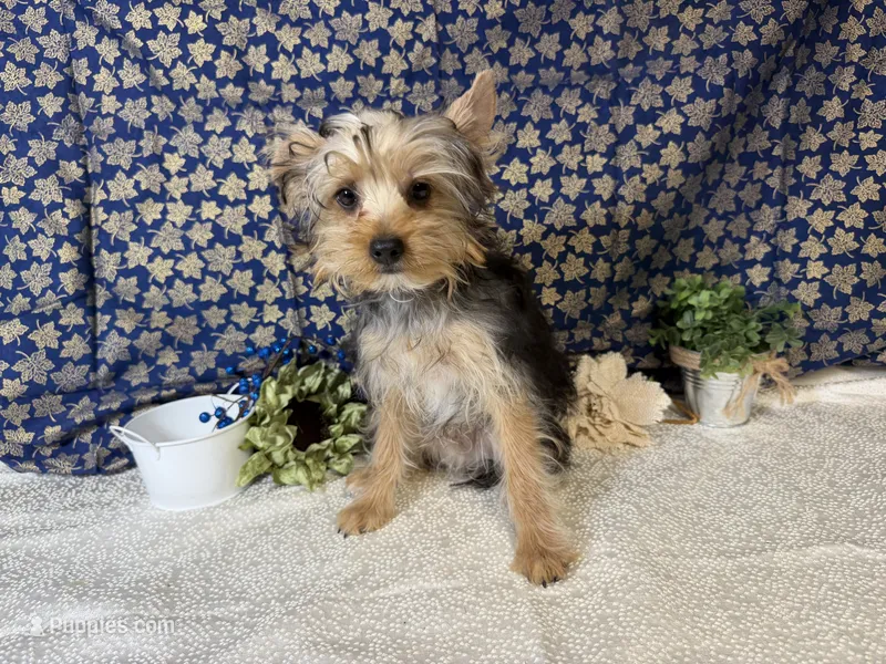 Biscuit – Yorkshire Terrier puppy for sale in Brighton, MO