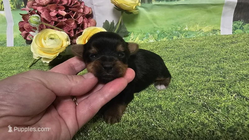 Ceci – Yorkshire Terrier puppy for sale in Brighton, MO