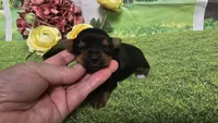 Ceci, a female Yorkshire Terrier for sale in Brighton, MO – 1 of 8