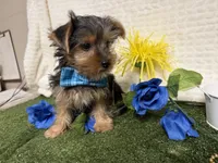 Sawyer, a male Yorkshire Terrier for sale in Brighton, MO – 4 of 6