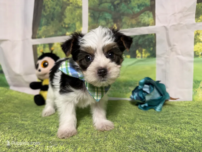 Seth – Yorkshire Terrier puppy for sale in Brighton, MO
