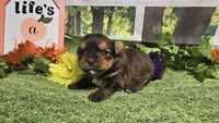 Sadie, a female Yorkshire Terrier for sale in Brighton, MO – 5 of 8