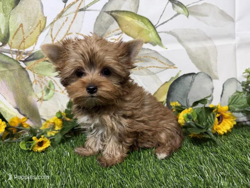 Graham  – Yorkshire Terrier puppy for sale in Brighton, MO