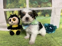 Seth, a male Yorkshire Terrier for sale in Brighton, MO – 7 of 8
