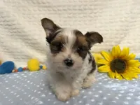 Carter , a male Yorkshire Terrier for sale in Brighton, MO – 8 of 10