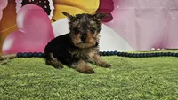 Sam, a male Yorkshire Terrier for sale in Brighton, MO – Photo 2 of 2
