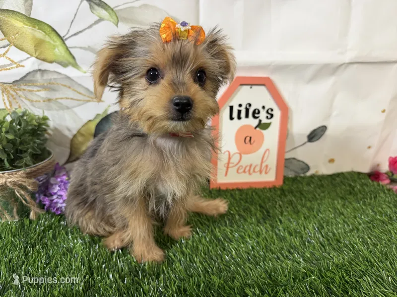 Heidi – Yorkshire Terrier puppy for sale in Brighton, MO