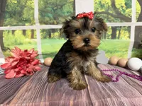 Lillian, a female Yorkshire Terrier for sale in Brighton, MO – 4 of 5