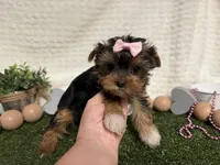 Bella, a female Yorkshire Terrier for sale in Brighton, MO – 2 of 8