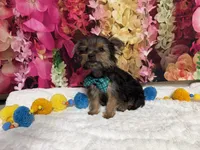 Cody, a male Yorkshire Terrier for sale in Brighton, MO – 5 of 9