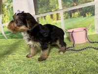 Stella , a female Yorkshire Terrier for sale in Brighton, MO – 7 of 7