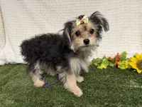 Tickles , a female Morkie for sale in Brighton, MO – 8 of 8