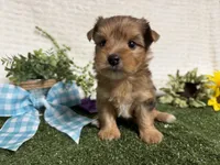 Roman, a male Yorkshire Terrier for sale in Brighton, MO – 3 of 10
