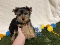 Smudge, a male Yorkshire Terrier for sale in Brighton, MO – 3 of 6