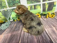 Roman NEUTERED , a male Yorkshire Terrier for sale in Brighton, MO – 6 of 7