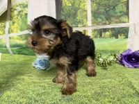 Sawyer, a male Yorkshire Terrier for sale in Brighton, MO – 6 of 6