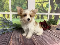 Brock NEUTERED , a male Yorkshire Terrier for sale in Brighton, MO – 2 of 6