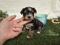 Holland, a female Yorkshire Terrier for sale in Brighton, MO – 6 of 10