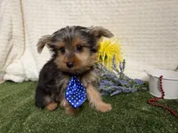 Baxter , a male Yorkshire Terrier for sale in Brighton, MO – 6 of 7