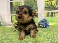 Shilo, a male Yorkshire Terrier for sale in Brighton, MO – 2 of 7