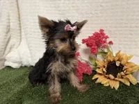 Sammy, a male Yorkshire Terrier for sale in Brighton, MO – 10 of 10