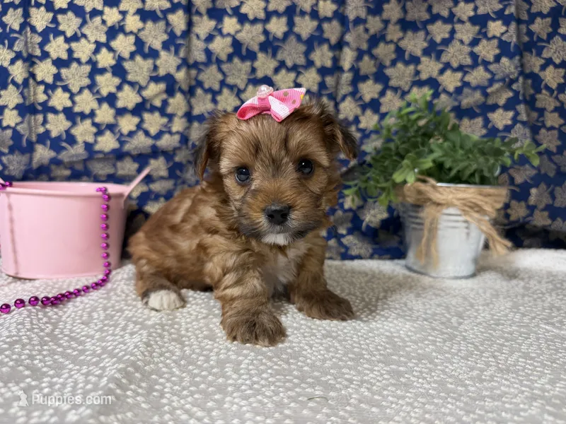 Stella – Yorkshire Terrier puppy for sale in Brighton, MO